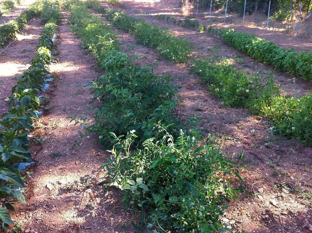 Agriturismo Sa Murta In Sennariolo-Oristano Luaran gambar